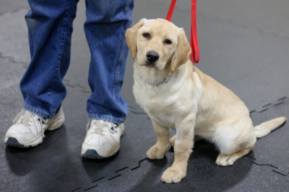 Dog being trained in obedience