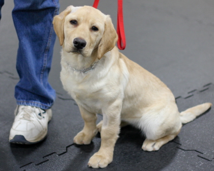 Dog being trained in obedience