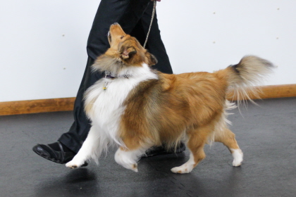 Shetland Sheepdog focusing on owner during obedience training