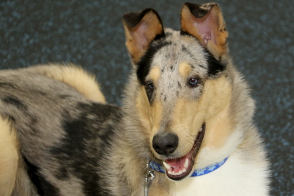 Tri-colored dog in obedience class