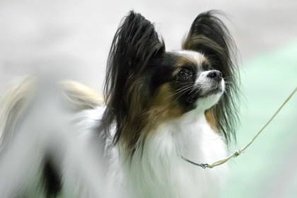 Papillion focusing on handler in conformation class