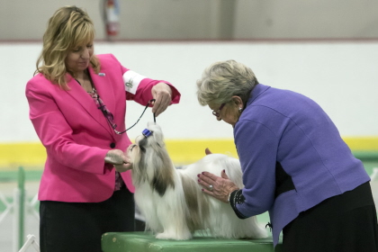 Shih-Tzu holding stature while judge examines at conformation