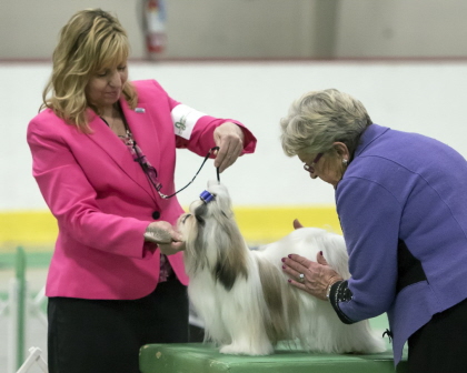Shih-Tzu holding stature while judge examines at conformation
