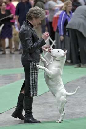 Bull Terrier standing for reward at conformation