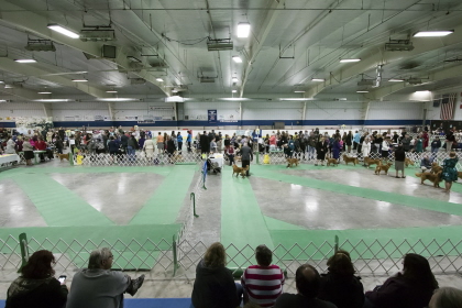Dogs and handlers at conformation dog show