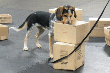 Beagle searching an open box