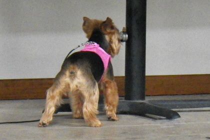 Yorkshire Terrier searching objects with nose
