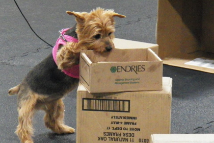Yorkshire Terrier searching with nose