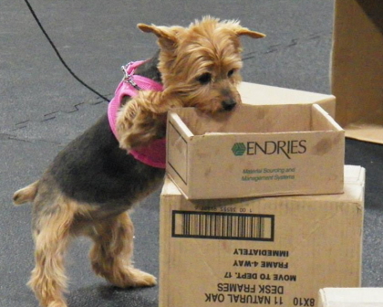 Yorkshire Terrier searching with nose