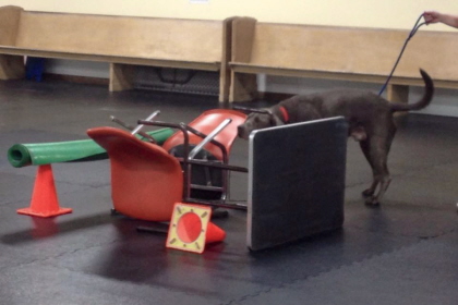 Dog searching objects for specific scent