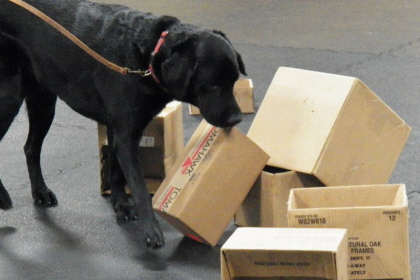 Black Labrador searching boxes with nose