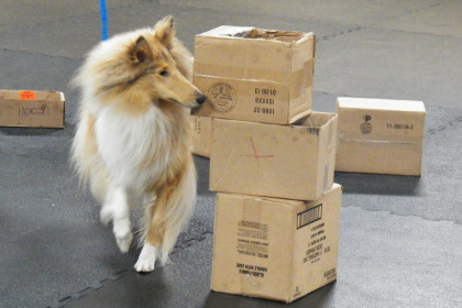 Collie searching boxes with nose