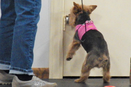 Yorkshire Terrier searching object with nose