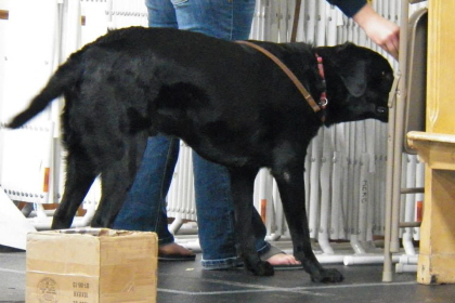 Black Labrador searching chair with nose