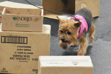 Yorkshire Terrier searching boxes for specific scent