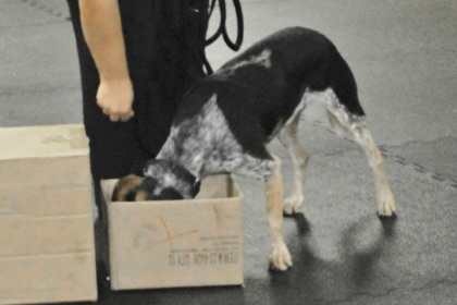 Beagle searching inside box with nose