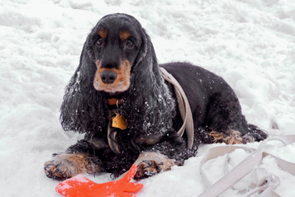 Dog lays patiently while waiting to begin tracking