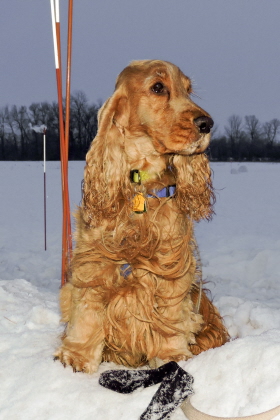 Tracking dog sitting and waiting patiently