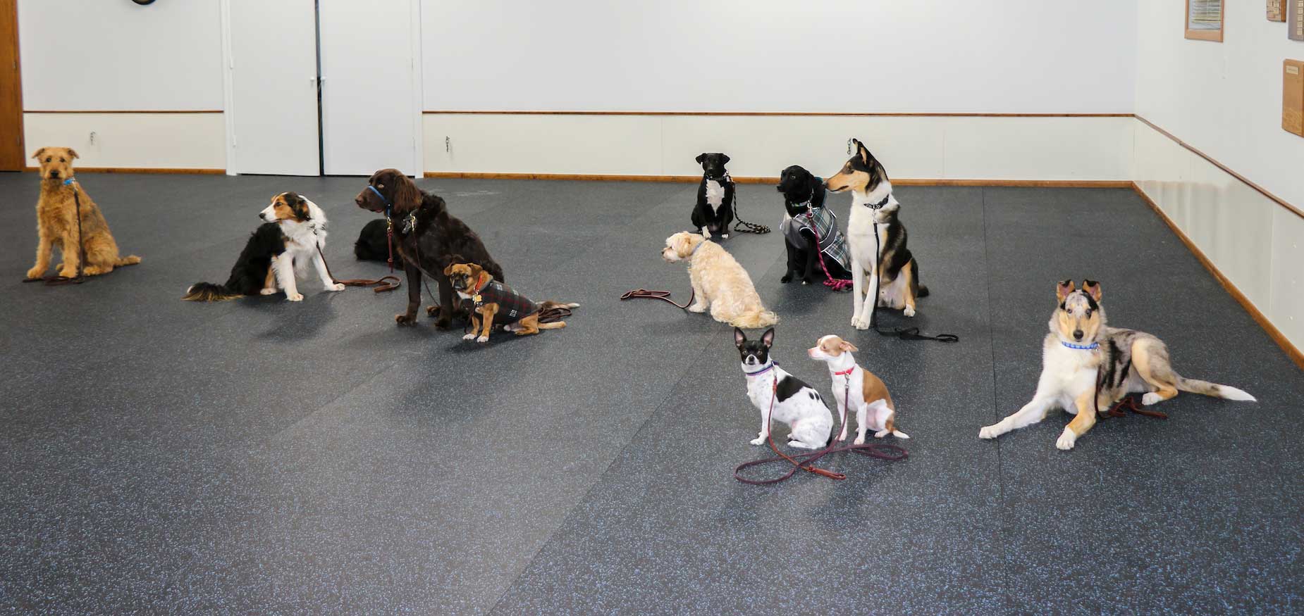 A group of dogs in obediance class