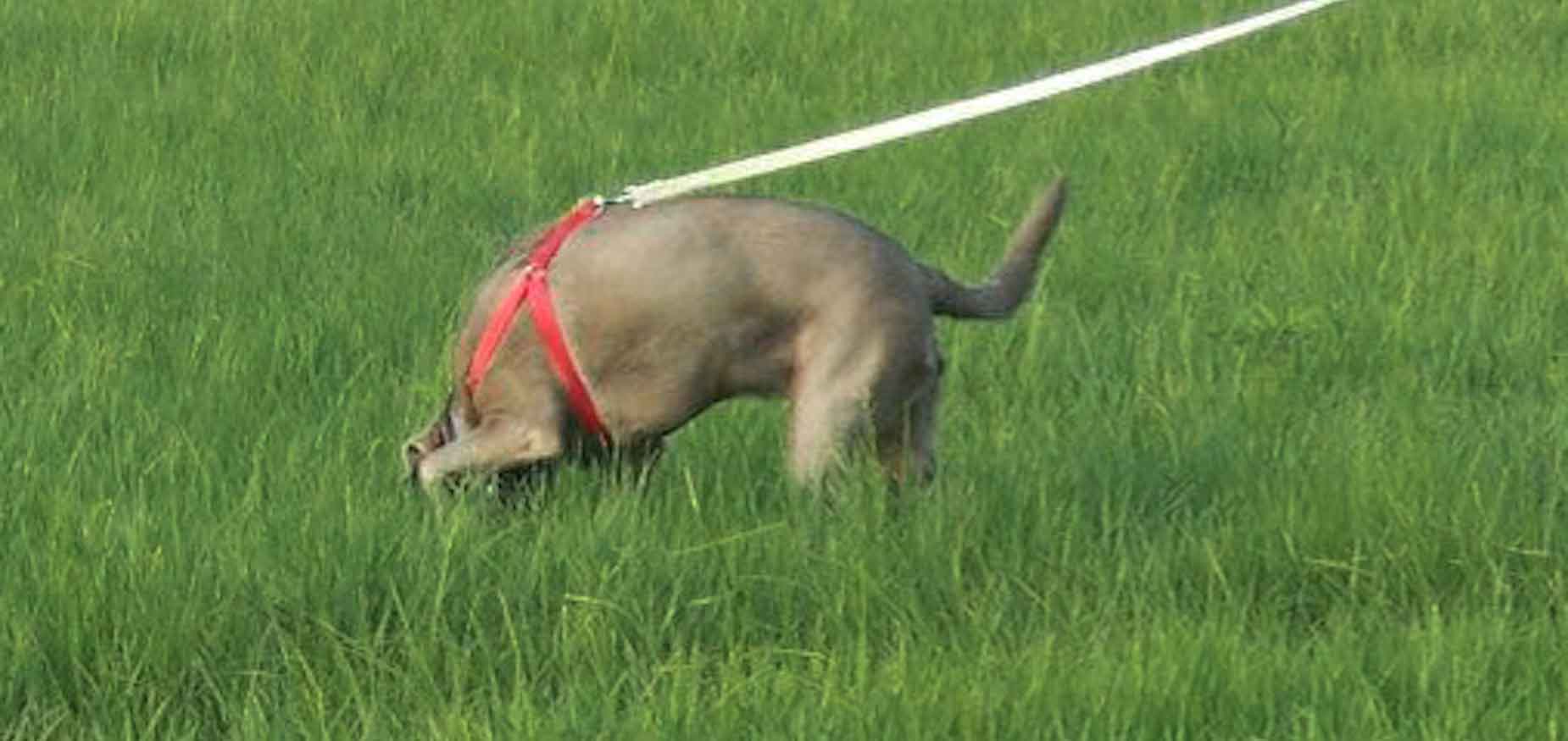 A Weinheimer tracking in a field