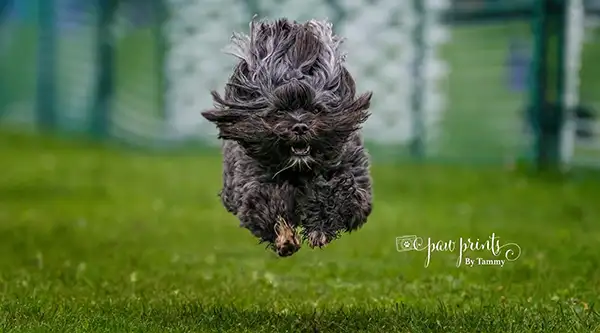 Black dog running in the air